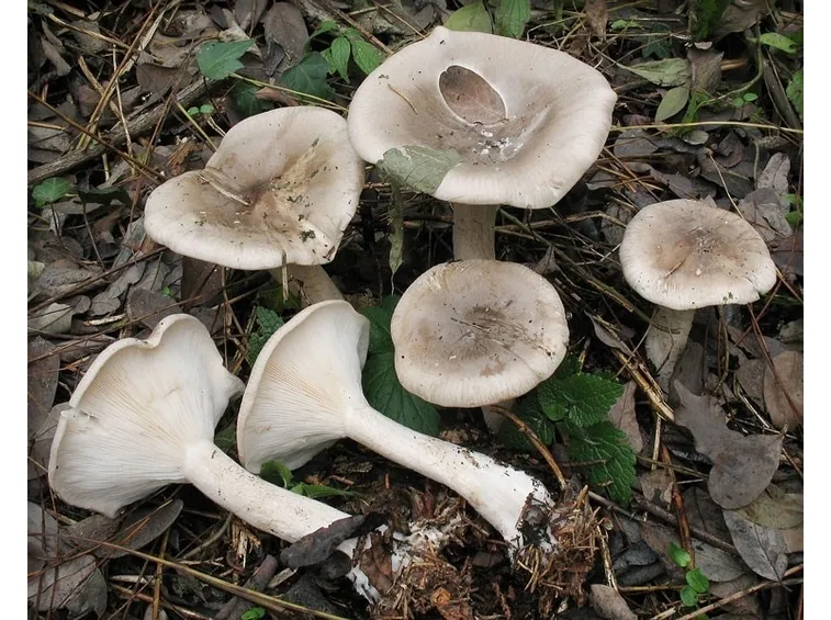Descrizione fisica dei funghi delle nebbie