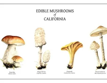Illustrazione botanica di alcune specie di funghi, tra le quali il Coprinus comatus