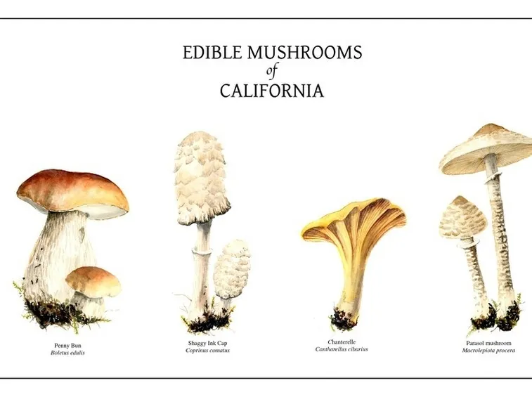 Illustrazione botanica di alcune specie di funghi, tra le quali il Coprinus comatus