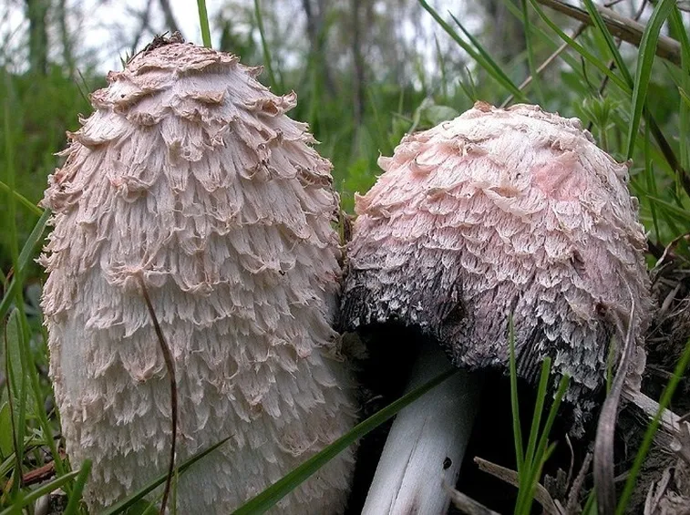 Le caratteristiche scaglie da cui è ricoperto il cappello del Coprinus comatus