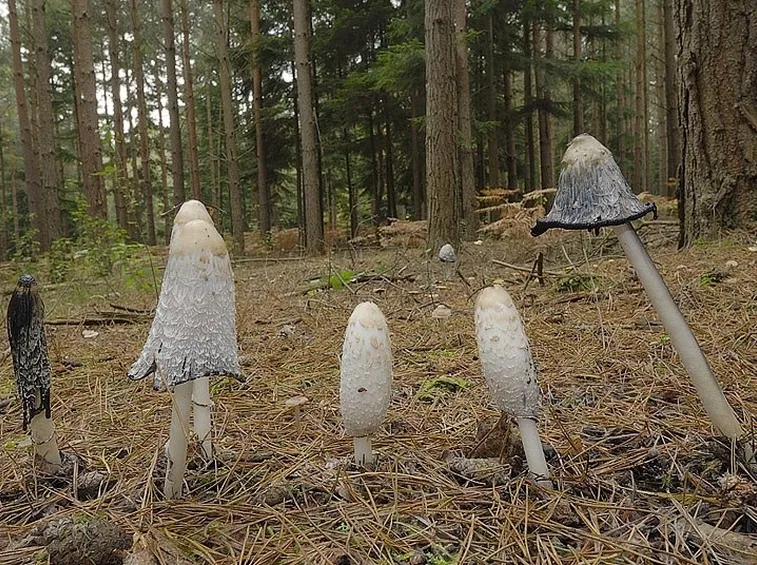 Esemplari di Coprinus comatus nel loro habitat naturale
