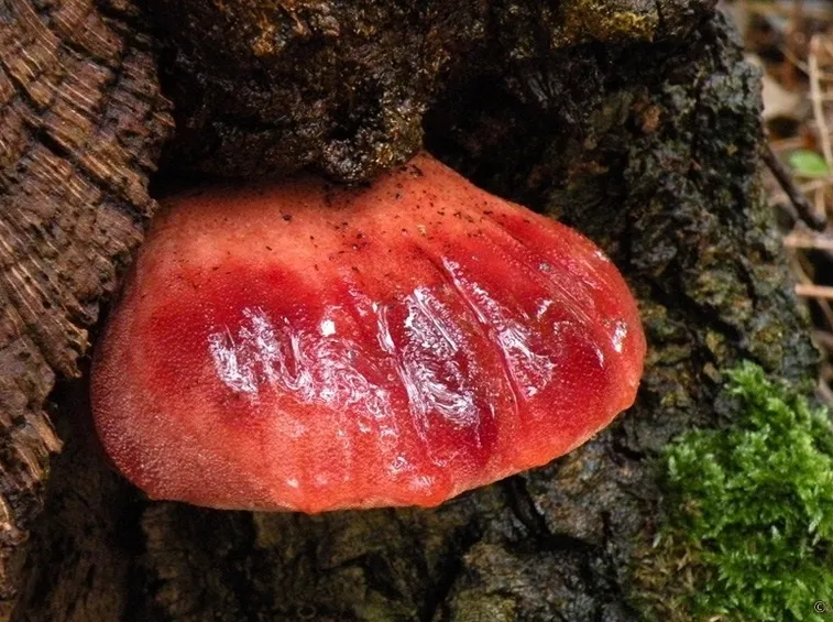 Un esemplare di Fistulina hepatica, o lingua di bue