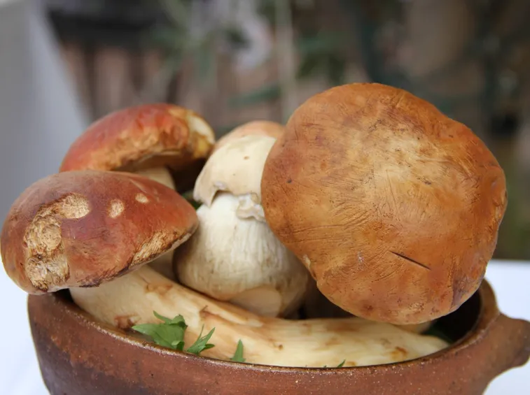 I prelibati funghi Porcini