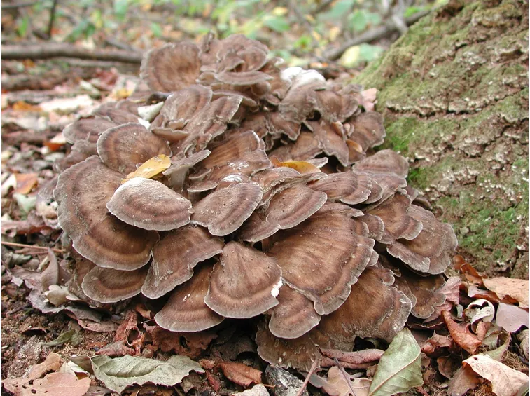 Un esemplare di grifola frondosa