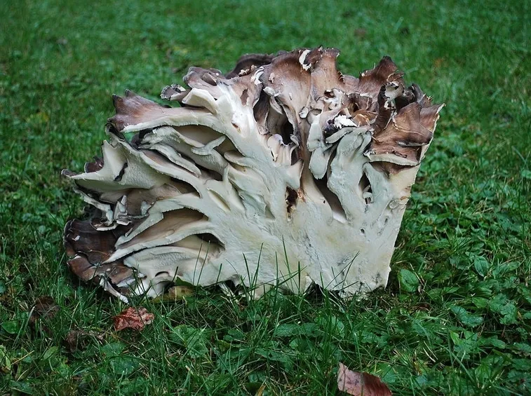 Una sezione di grifola frondosa