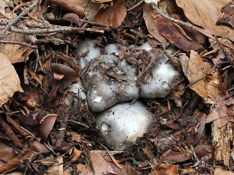 L'Hygrophorus marzuolus cresce quasi del tutto interrato