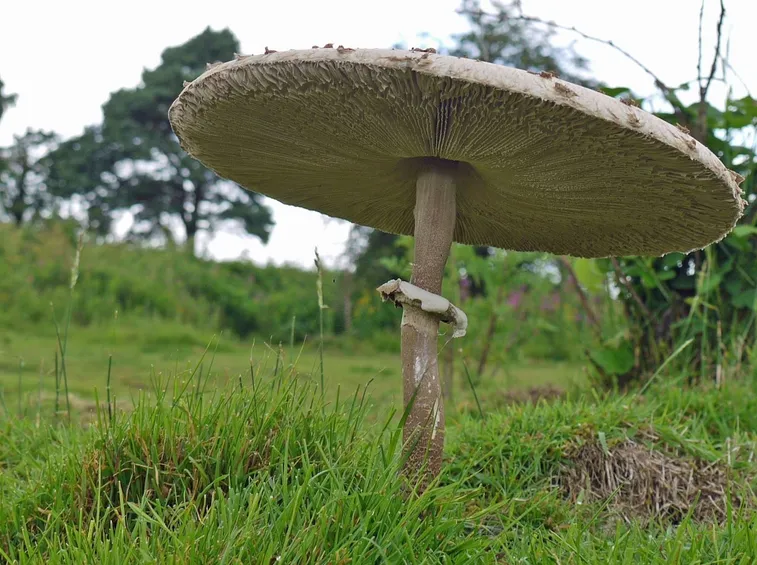 Un esemplare adulto di Macrolepiota procera