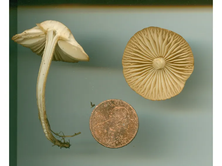 Un esemplare di Marasmius oreades, paragonato ad una monetina
