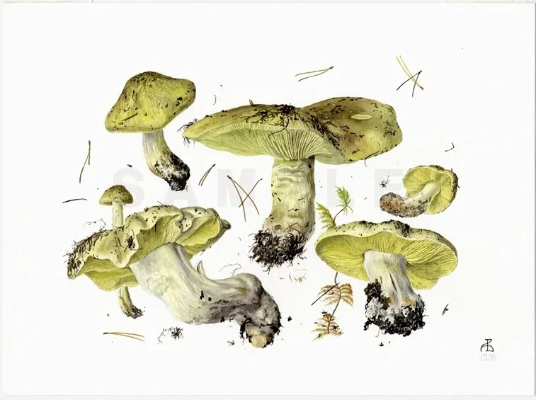 Il disegno botanico di una delle varie specie di Tricholoma