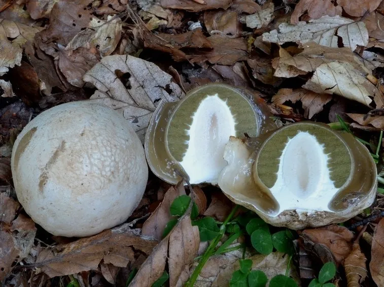 Ovoli di Phallus impudicus, con l'interno in mostra