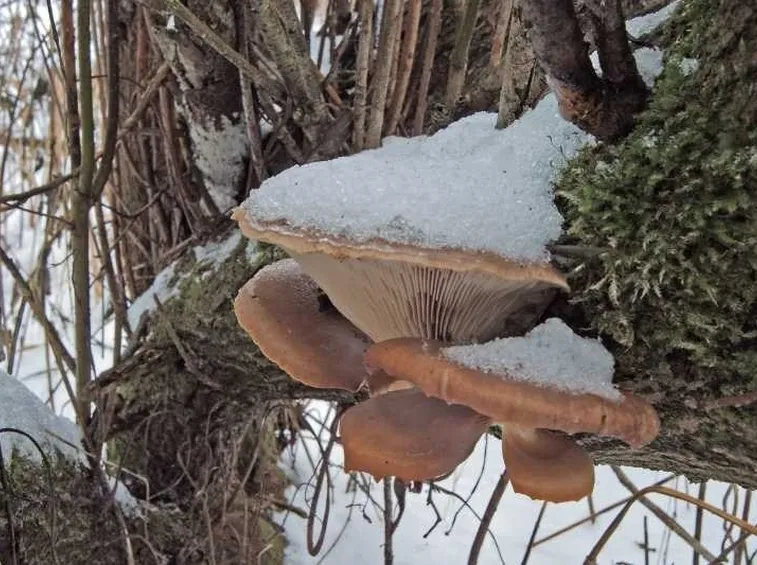 Il Pleurotus ostreatus è detto gelone perché resiste bene al freddo; qui appare sepolto dalla neve