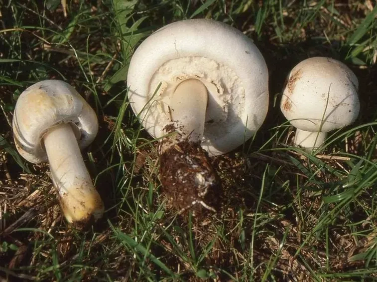 Prataiolo giallo