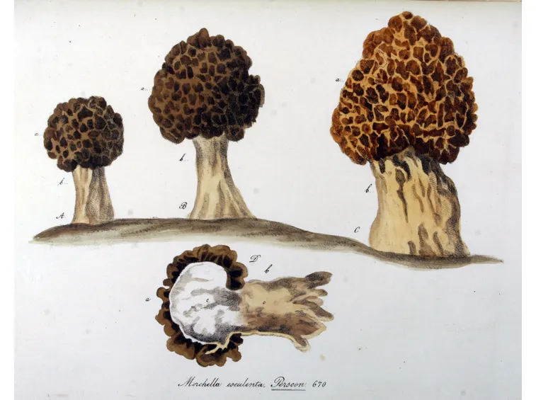 Disegno botanico della varietà Morchella Esculenta