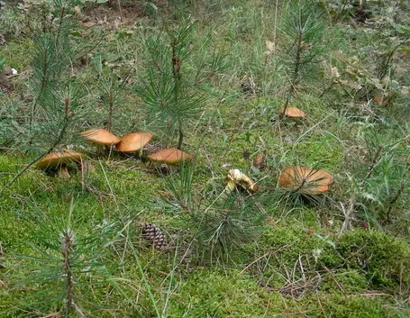 Esemplari di Suillus granulatus nel sottobosco di una pineta