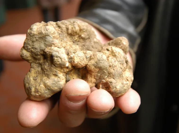 Tartufo bianco piemontese
