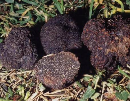 Tuber aestivum