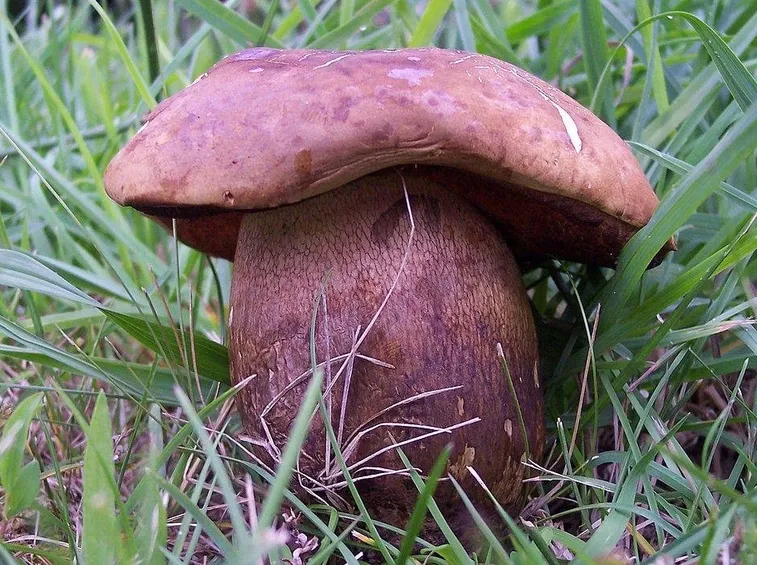 Fungo Boletus Luridus