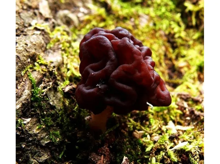 Gyromitra Esculenta