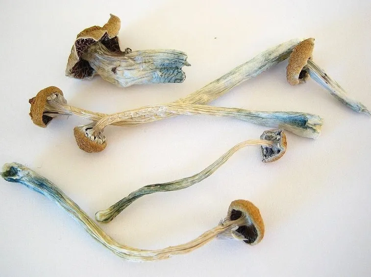 Funghi Psilosybe Cubensis