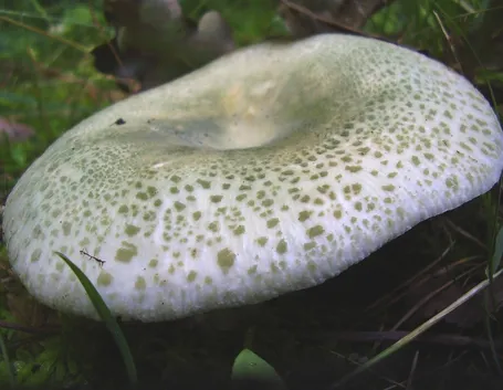 Esemplare di Russula virescens, ovvero verdone
