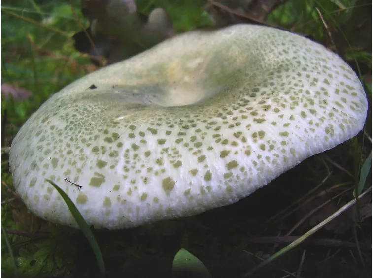 Esemplare di Russula virescens, ovvero verdone
