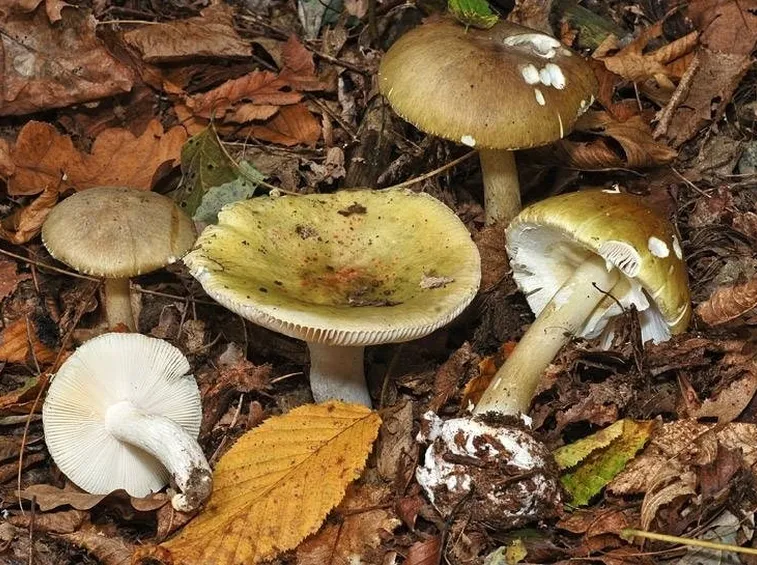 Russula virescens e Amanita phalloides, due specie di funghi molto simili