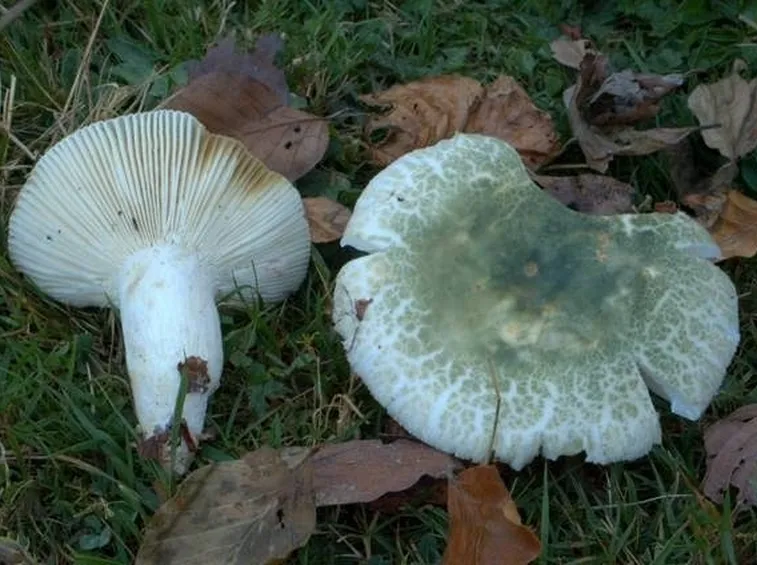 Due esemplari tipici di Russula virescens