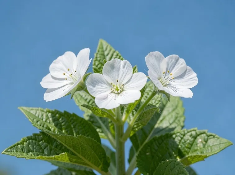 Fiore di melissa officinalis