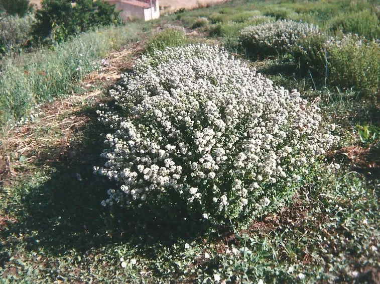 Piante di origano in fiore