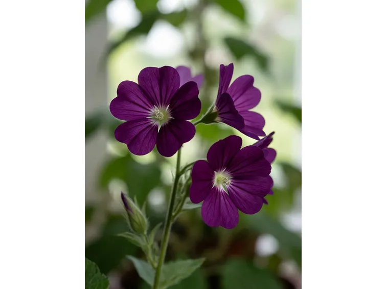 malva