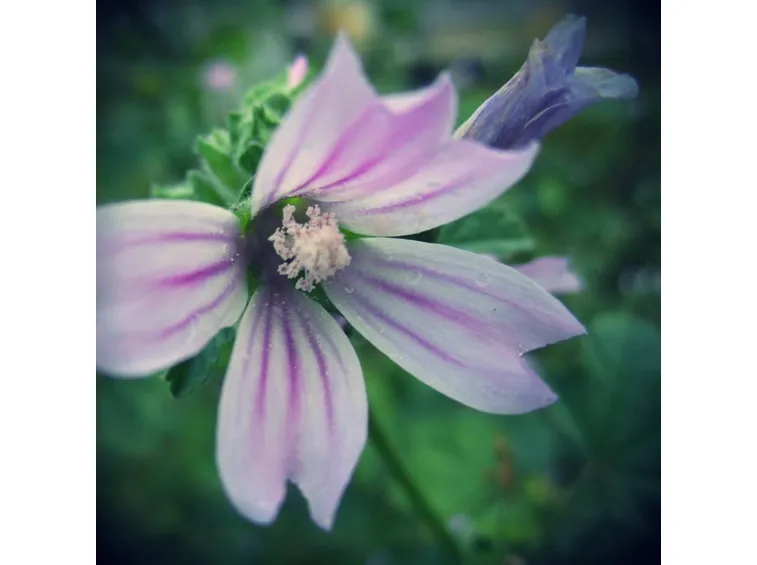 malva
