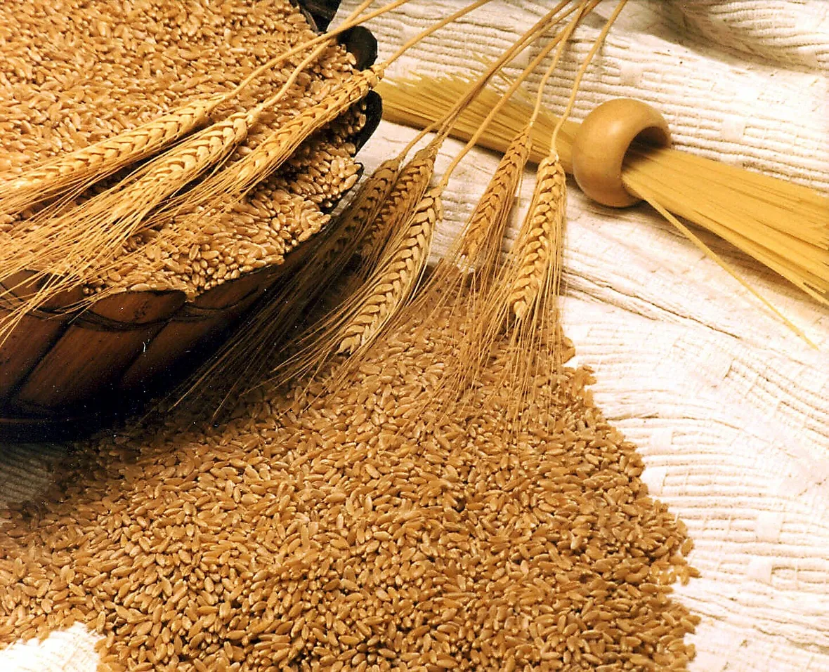 olio di germe di grano