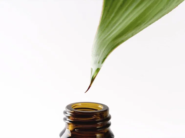 tea tree 