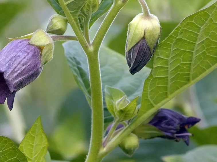 Pianta in fiore di Belladonna