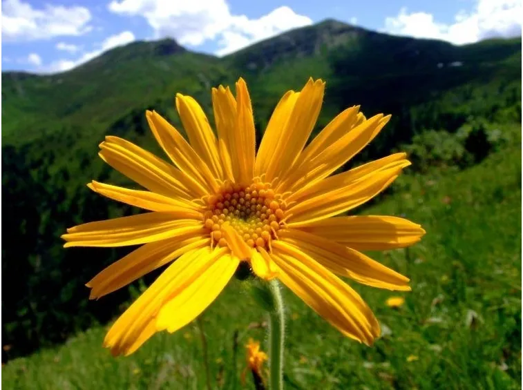 arnica