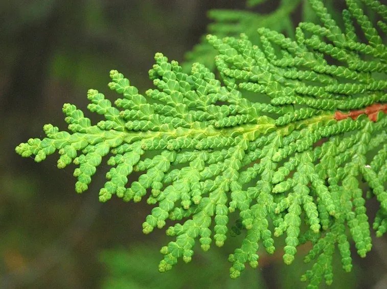 Foglie di Thuya Occidentalis