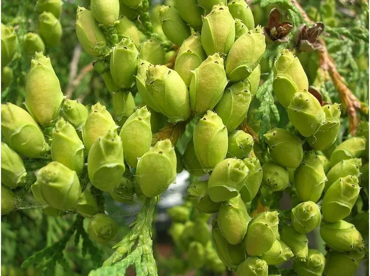 Coni di Thuja Occidentalis
