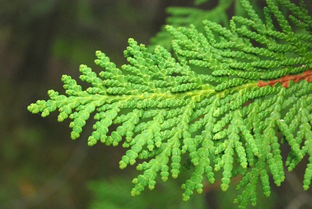 Foglie di Thuya Occidentalis