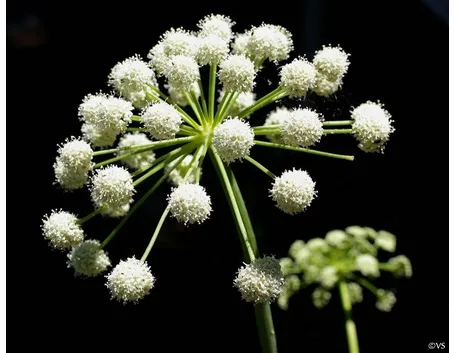 angelica