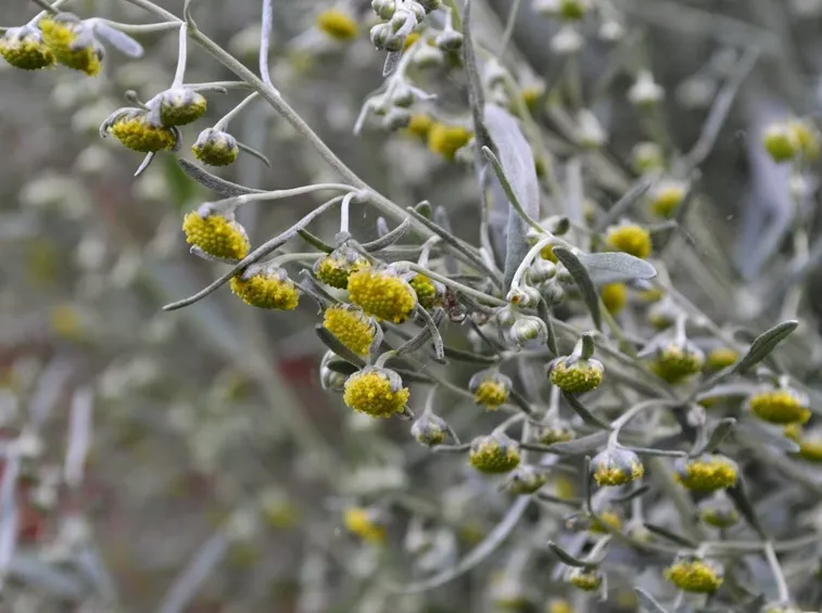 Infiorescenze di artemisia