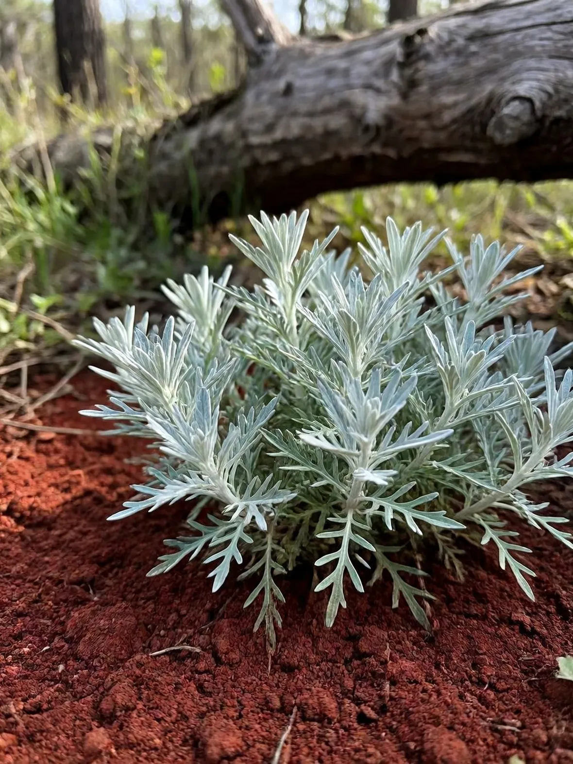 artemisia
