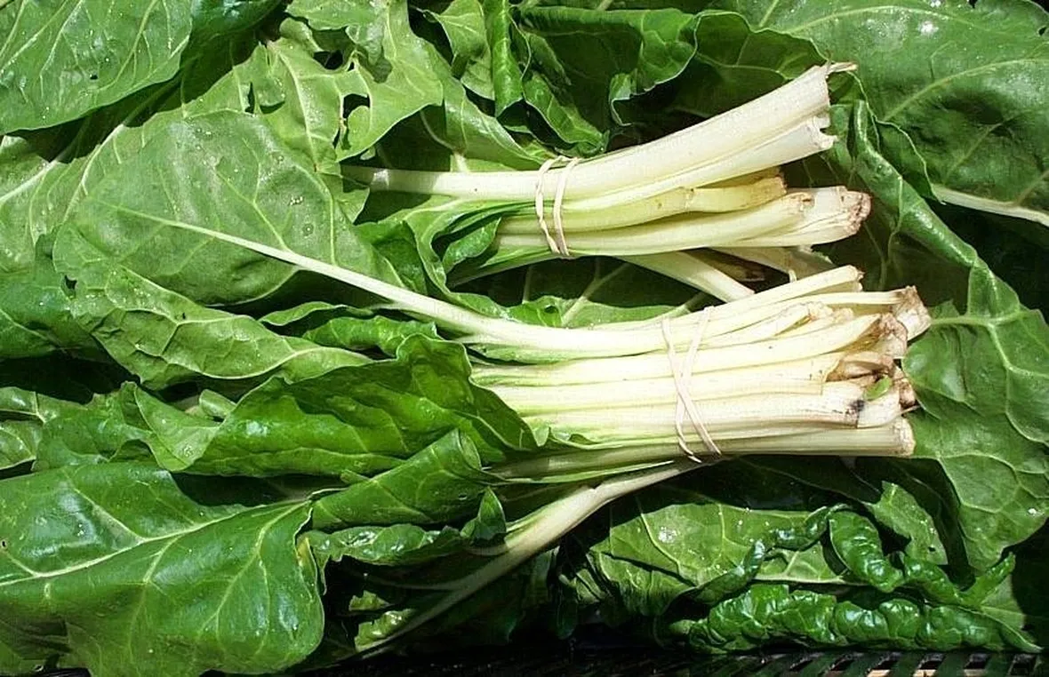 bietola