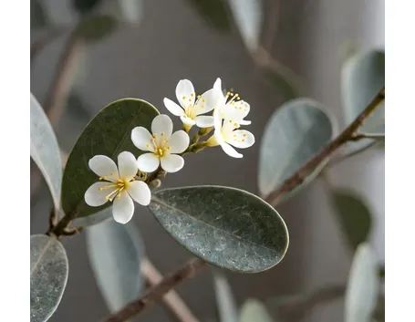 fiori boswellia