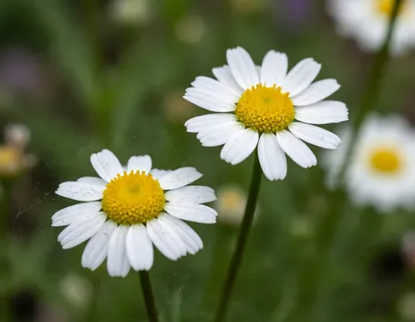 Camomilla romana