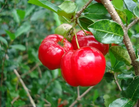 Acerola