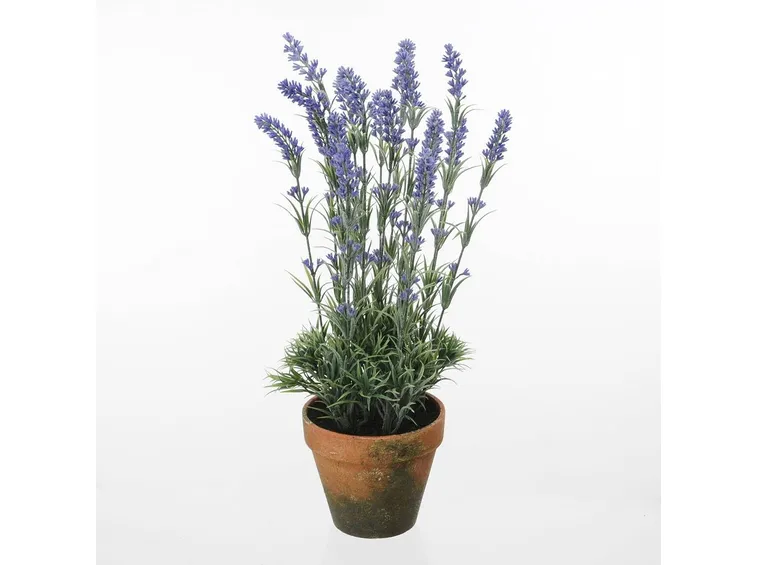 Lavanda in vaso