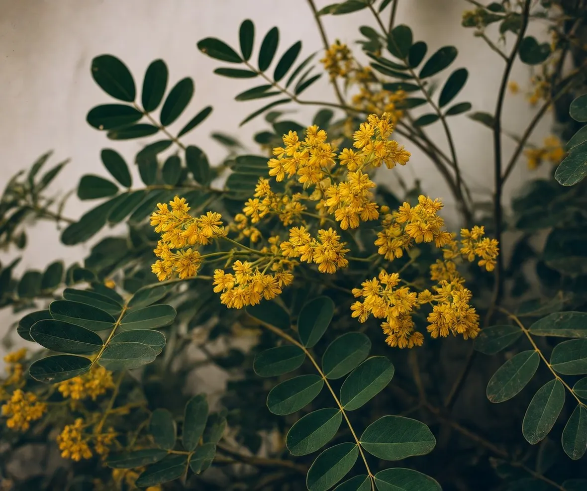 Senna