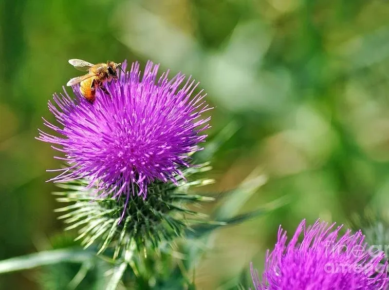 Cardo Mariano con apeFonte foto ( http://images.fineartamerica.com )