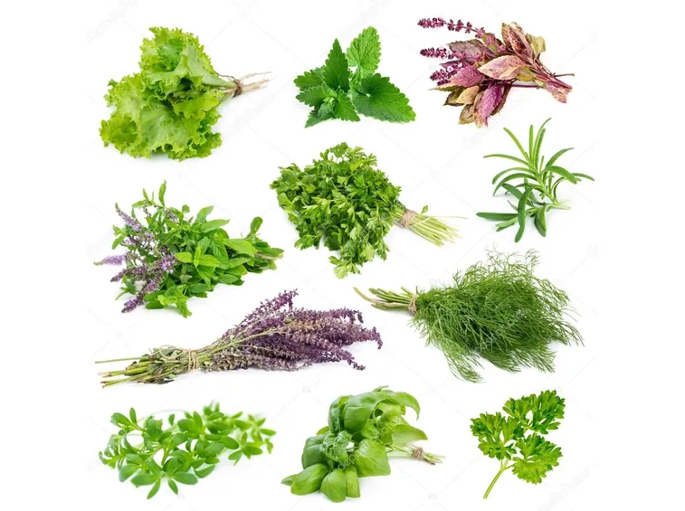 erbe aromatiche