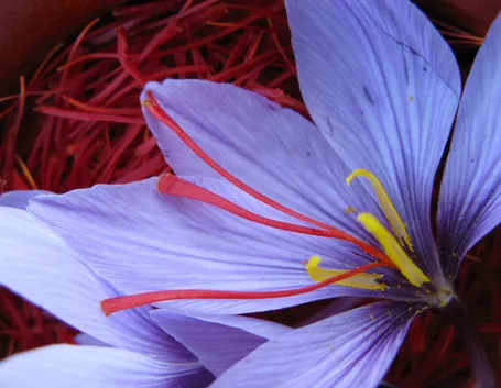 Crocus sativus